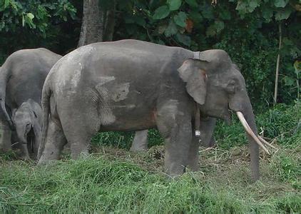 婆罗洲侏儒象 婆罗洲侏儒象 婆罗洲侏儒象-物种名称科目，婆罗洲侏儒象-外形特