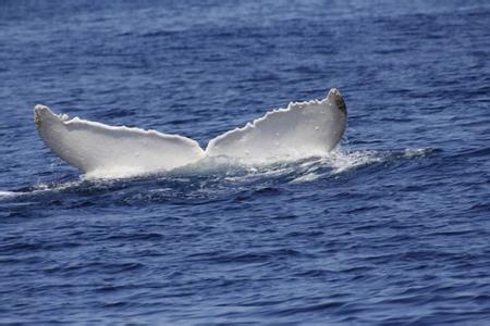白色座头鲸米伽罗 白色座头鲸米伽罗 白色座头鲸米伽罗-简介，白色座头鲸米伽罗-基