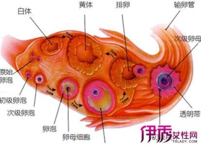 黄体功能不足怎么备孕 黄体功能不足吃什么好