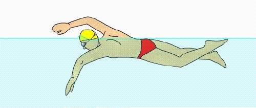 自由泳的动作要领图解 【自由泳】动作要领图解及呼吸技巧