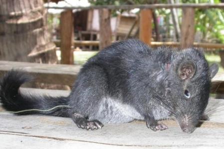 拉撒路现象的动物 老挝岩鼠