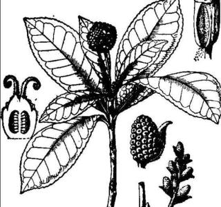 局部图像特征描述概述 蕈树 蕈树-概述，蕈树-特征描述