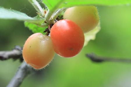 樱桃产地 欧洲甜樱桃 欧洲甜樱桃-形态特征，欧洲甜樱桃-产地分布