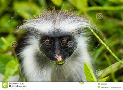 疣猴 疣猴-生活习性，疣猴-地理分布