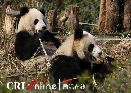 熊猫成长历程纪录片 熊猫团团圆圆 熊猫团团圆圆-成长纪录