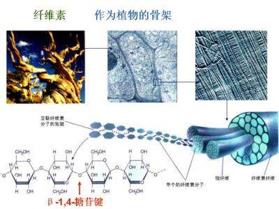 纤维素结构图 纤维素结构