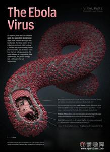 马尔堡病毒 马尔堡病病毒 马尔堡病病毒-病毒简介，马尔堡病病毒-历史来源