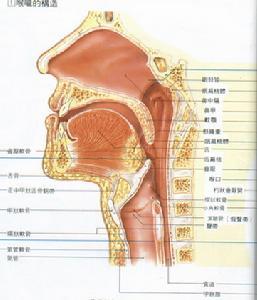 喉结的作用 喉结 喉结-基本简介，喉结-作用功能
