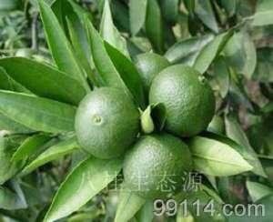 植物药理学 柚皮苷 柚皮苷-柚皮苷植物来源，柚皮苷-柚皮苷药理作用