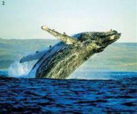 形态特征 南露脊鲸 南露脊鲸-概述，南露脊鲸-形态特征