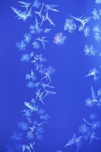 雪花飘飘北风萧萧 雪花飘飘