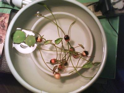 水培碗莲的种植方法 碗莲种植方法