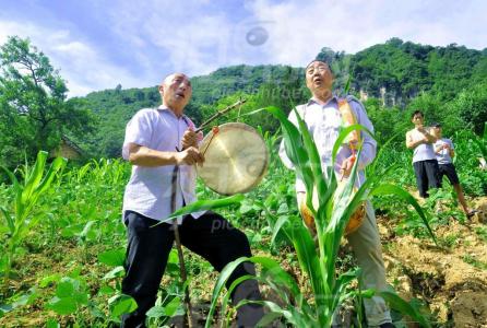 薅草锣鼓 薅草锣鼓 薅草锣鼓-简介，薅草锣鼓-薅草锣鼓简介