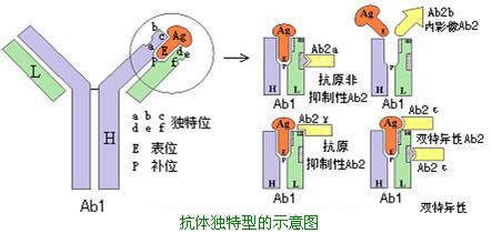 总前列腺特异性抗原 抗原性 抗原性-抗原性