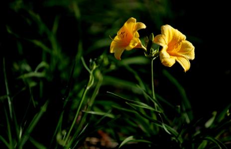 昨日黄花 明日黄花