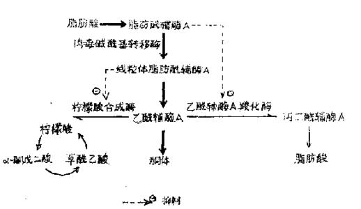 肉毒碱 肉毒碱 肉毒碱-功能作用，肉毒碱-日推荐量