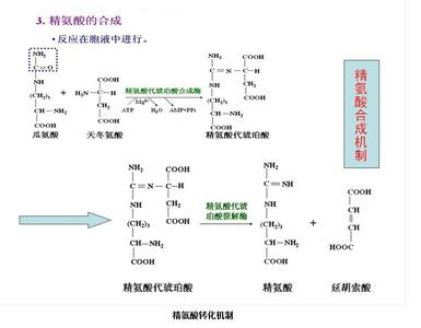 一氧化氮 氧化氮 氧化氮-氧化氮，氧化氮-正文