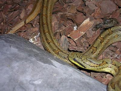 双斑锦蛇 双斑锦蛇 双斑锦蛇-简介，双斑锦蛇-体形特征