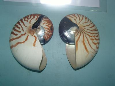 鹦鹉螺号构造图 鹦鹉螺 鹦鹉螺-外形特征，鹦鹉螺-螺壳构造