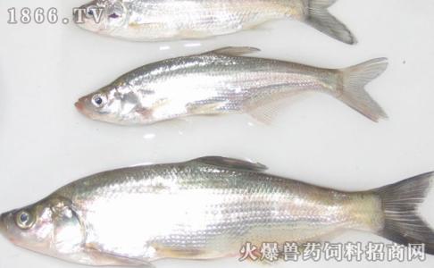 形态特征 白条鱼 白条鱼-简介，白条鱼-形态特征