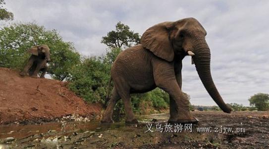 大象的栖息地 大象 大象-简介，大象-栖息环境