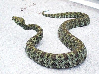 种群最基本的数量特征 毒蛇 毒蛇-基本介绍，毒蛇-种群分布