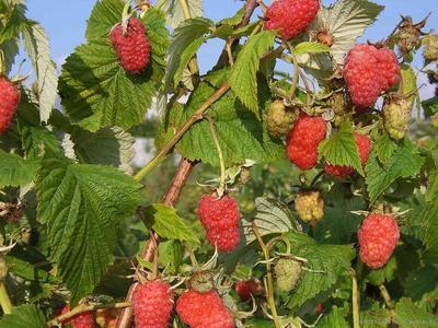 植物形态学 茅莓 茅莓-植物介绍，茅莓-植物形态