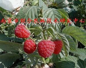树莓种植方法 树梅 树梅-简介，树梅-树莓的种植方法