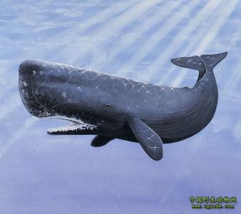 穿山甲栖息地环境图片 抹香鲸 抹香鲸-形态特征，抹香鲸-栖息环境