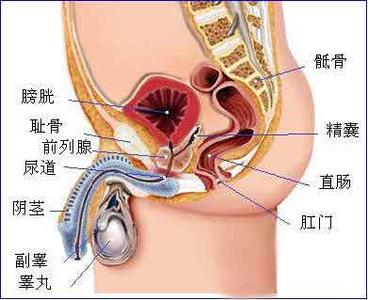 左侧睾丸疼痛的原因 睾丸疼痛 睾丸疼痛-概述，睾丸疼痛-主要原因