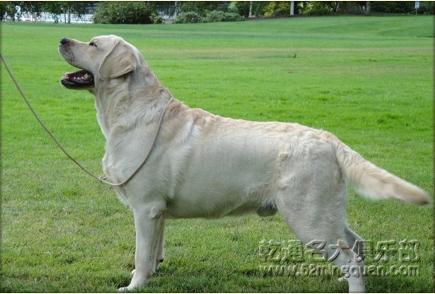 拉布拉多犬起源 拉布拉多 拉布拉多-犬种简介，拉布拉多-犬种起源