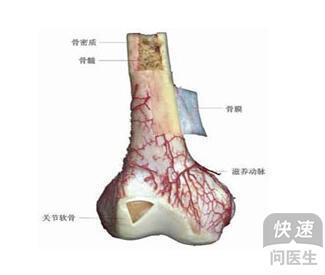 骨髓癌 病因 骨癌 骨癌-简介，骨癌-病因