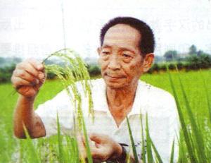 袁隆平水稻破纪录 《袁隆平》 《袁隆平》-影片概况，《袁隆平》-内容提要