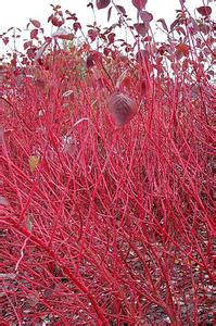红瑞木 红瑞木-形态特征，红瑞木-生长习性