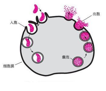 细胞学说的基本内容 胞中 胞中-基本内容