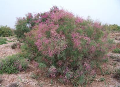 草本植物形态特征 红柳 红柳-形态特征，红柳-植物属性