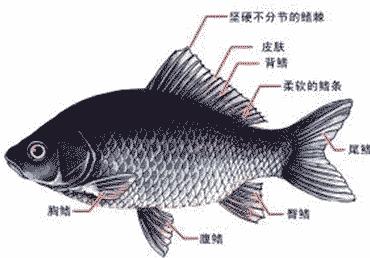 抗生素的分类及简介 鱼鳍 鱼鳍-简介，鱼鳍-分类