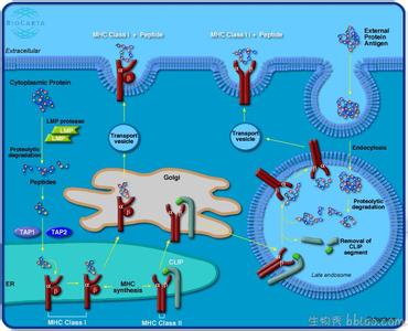 抗原递呈细胞 抗原 抗原-抗原的分类，抗原-处理与递呈