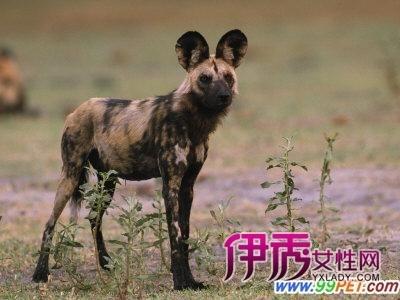 非洲野犬生存实录 野狗 野狗-非洲野犬，野狗-猎食特色