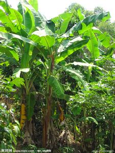 双孢菇标准化栽培技术 香蕉树 香蕉树-特性，香蕉树-栽培用土标准