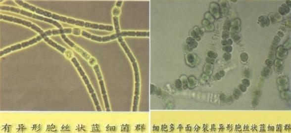 静息孢子具有繁殖功能 静息孢子