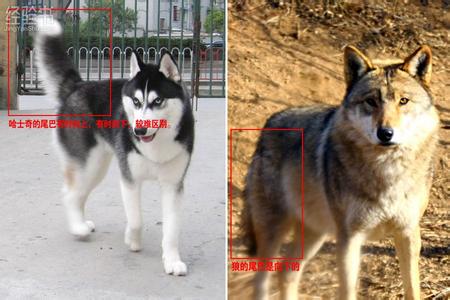 狼和狗的区别 狼和狗的区别有哪些