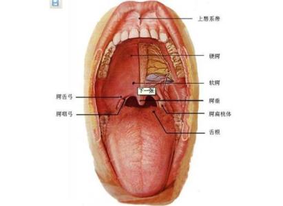 上颚疾病 上颚 上颚-舌抵上颚，上颚-常见疾病