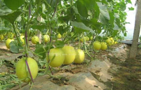 香瓜栽培技术 香瓜 香瓜-形态特征，香瓜-栽培技术