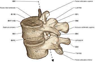 脊柱解剖 脊柱 脊柱-解剖，脊柱-组成部分