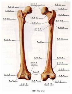 中医解释股骨头坏死 股骨 股骨-1.人体中的“股骨”，股骨-2.“股骨”解释