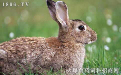 野兔洞有什么特征 野兔 野兔-外形特征，野兔-生长环境