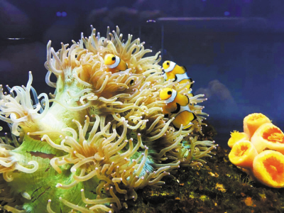 小丑鱼 小丑鱼-生态习性，小丑鱼-与海葵共同生活