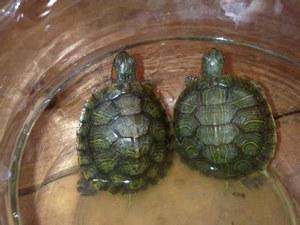 小巴西龟怎么养长得快 巴西龟怎么养长得快？