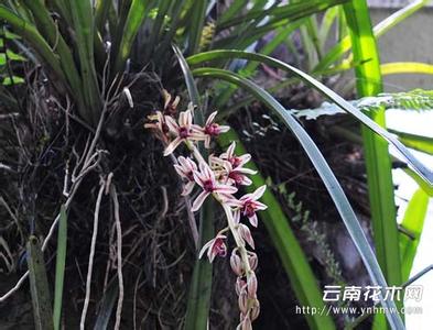 叶兰植物简介 硬叶兰 硬叶兰-植物信息，硬叶兰-简介